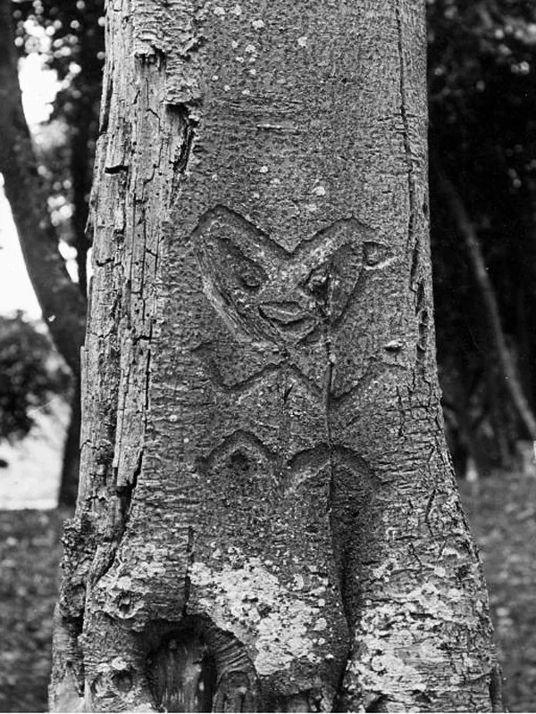Black-and-white photograph of a tree trunk with a carved figure cut into its bark, a Moriori dendroglyph